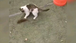 Menangkap tikus itu baik bagi kucing, tetapi baik juga jika seekor tikus ditangkap oleh kucing.