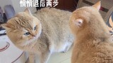两只猫天天吵架，能动嘴绝不动手!