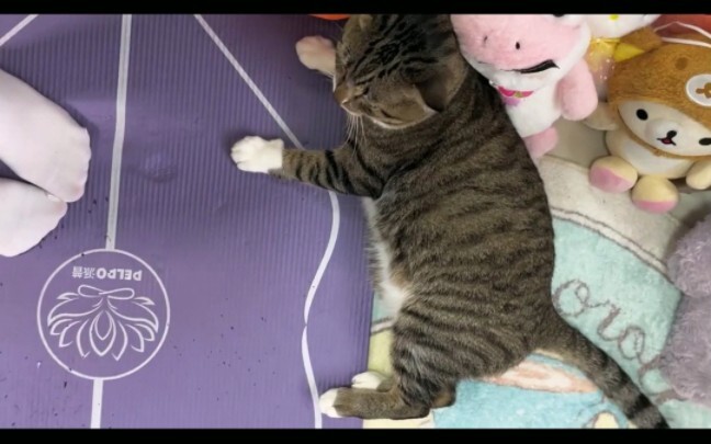 Mọi người mau xem đi, sao mèo nhà tôi lại phát ra tiếng động như thế này nhỉ?