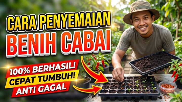Cara Penyemaian Benih cabai