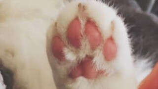 肖战和猫不得不说的故事（其他猫咪篇）