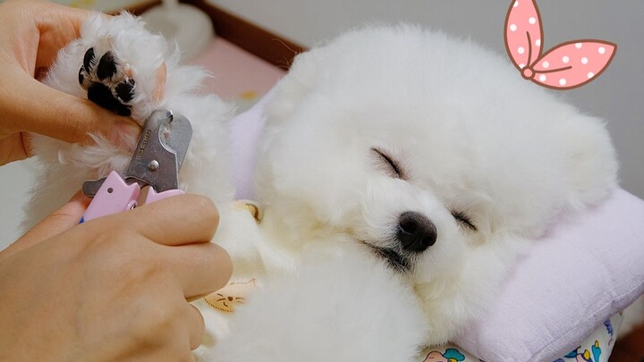 Dog Falls Asleep While Getting Clipped Nails (1000% Healing Guaranteed)