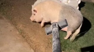 "🐖: woc، إنه هجوم وهمي!"