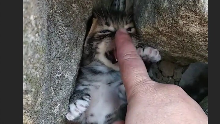 Cat’s Impotent Fury