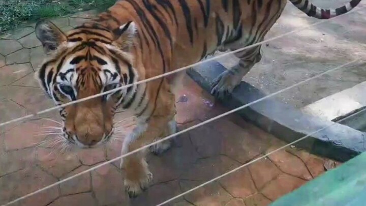 Wild animals at Xishuangbanna Tropical Wildlife Park, including tigers and elephants, allegedly subj