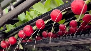 The automatic radish picking and bundling machine saves time, effort and knees, and the process is a