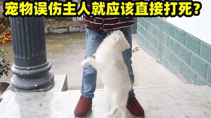 Netizens suggested I kill my pet fox. What do you all think? Should I?