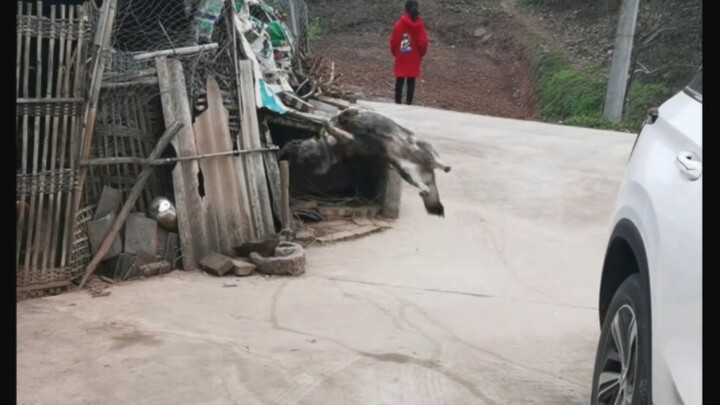 My dog really can do backflips!