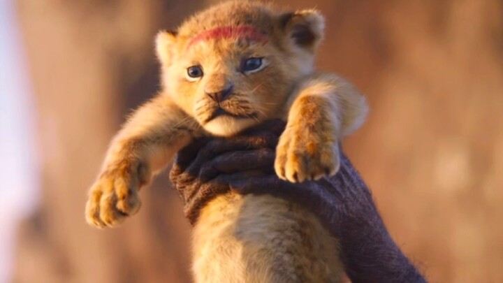 รอยแผลเป็นช่วยชีวิตซิมบ้าอีกครั้ง คิงมูฟาซาขึ้นสู่บัลลังก์ได้สำเร็จ