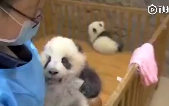 熊猫宝宝在外面玩脏了怎么办