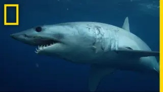 Sharks 101 | National Geographic