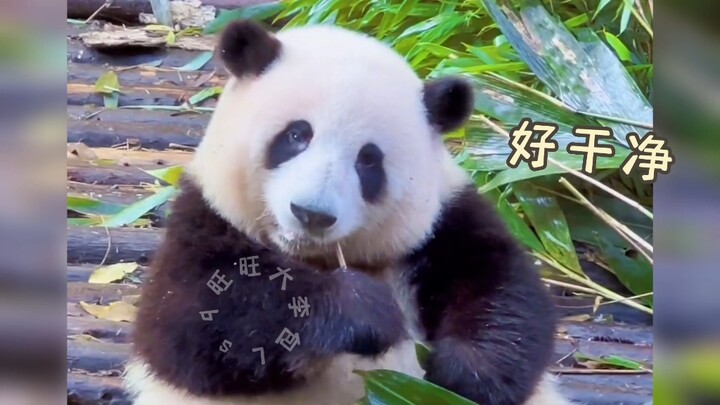 مذهل! النجمة الأنثى الأعلى شعبية تبيّض بشرتها بين عشية وضحاها! (من يعلم ما الذي استخدمه الجد تان لجع