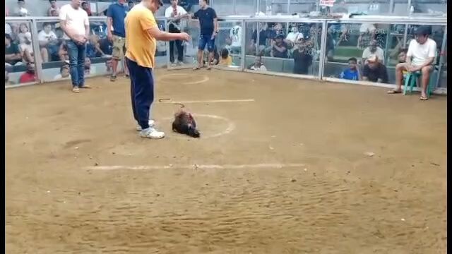 Fantastic Dome in action