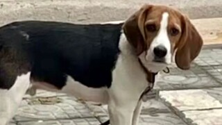 Công việc của Beagle lại bị phá vỡ, vâng, một lần nữa!