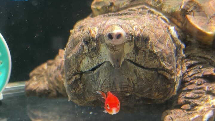 Regarding the fact that the giant snapping turtle was criticized for eating small fish! No need to u