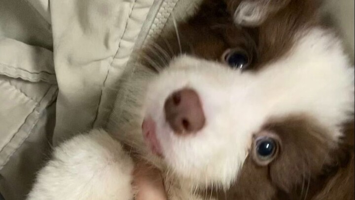 When you were little, you were my little puppy.