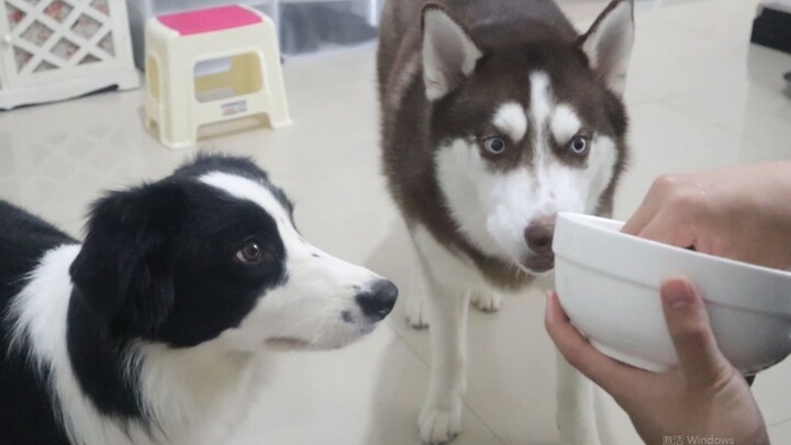 Saat anjing border collie sedang datang bulan, sang pemilik langsung merebus seekor ayam agar si bor