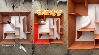 猫猫勇闯迷宫