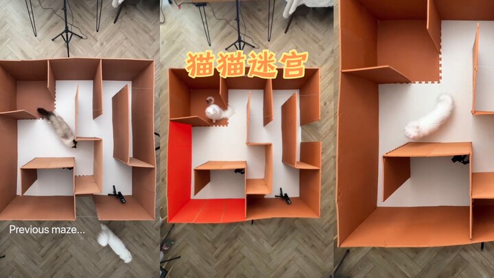 猫猫勇闯迷宫