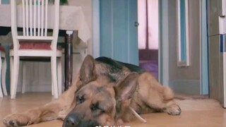 k "东北虎   爱犬被吃，主人为爱犬讨回公道，笑不活了