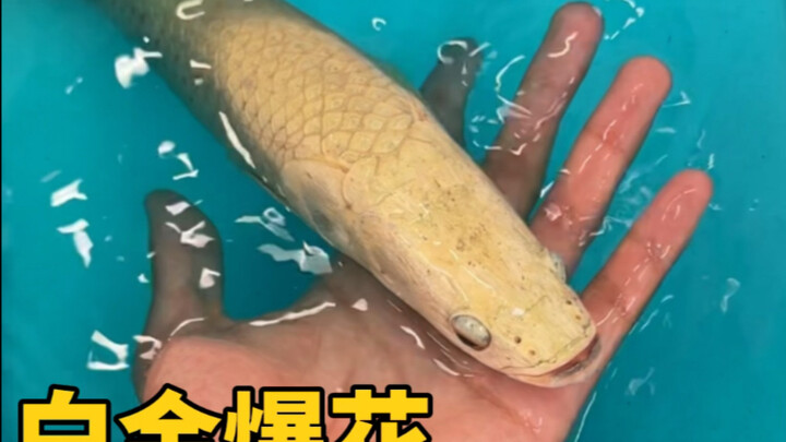 Platinum Explosive Flower Arapaima Makes Its Debut!