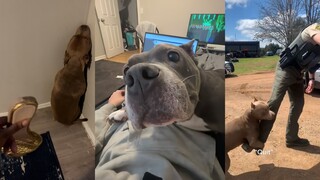 比特犬：爱我 你怕了吗