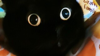 เจ้าของทุกคนและสัตว์เลี้ยงของพวกเขามีคำสัญญาตลอดชีวิต! คุณรู้หรือเปล่า?