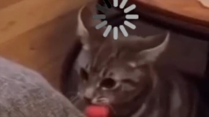 Momen Sial Si Kucing Kecil