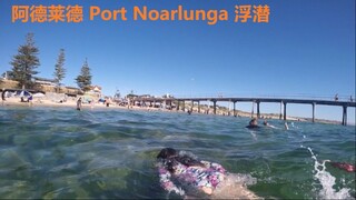 阿德莱德 Port Noarlunga 浮潛