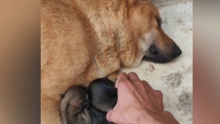 Nhân lúc chú chó đang ngủ, mang hết con của nó đi, chú chó sẽ phản ứng ra sao