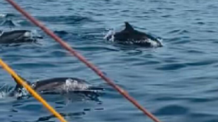 Indonesia Ocean 🇮🇩 - Dolphins Paradise! 🐬