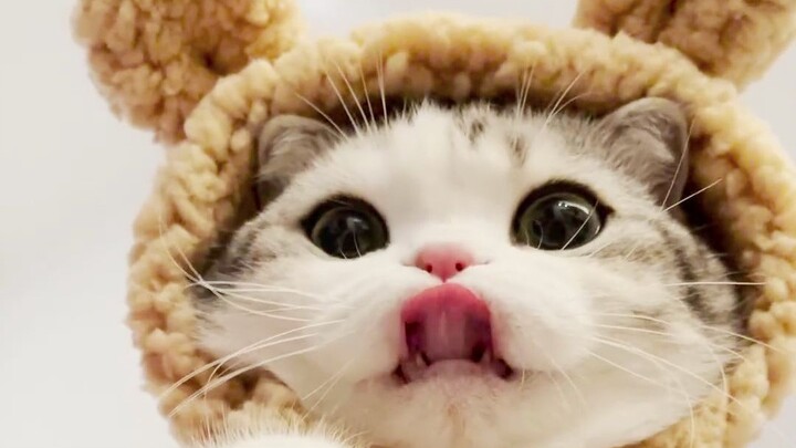 Mèo đội mũ gấu là thành gấu trúc rồi!