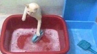 A collection of fun overseas videos—after watching, you'll feel like the whole world is so joyful! #