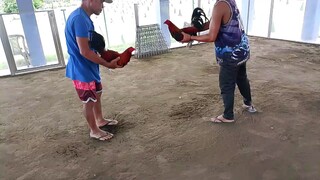 San Jose gamefarm "spar" 2025