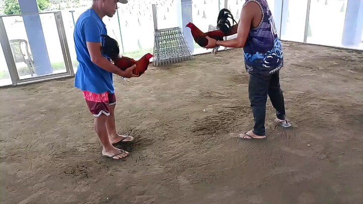 San Jose gamefarm "spar" 2025