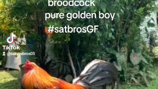 #satbrosGF