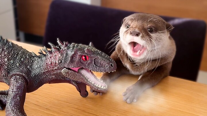 Otter Stunned by the Hyperrealistic Roar of a Toy Dinosaur