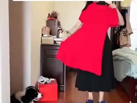 Chó Border Collie thông minh quá rồi