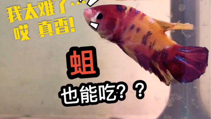 What if your roommate’s raising maggots in the dorm to feed their fish? Could you really put up with