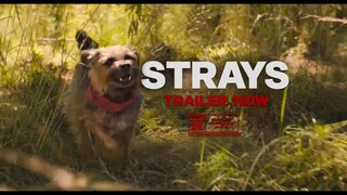 Strays - 2023