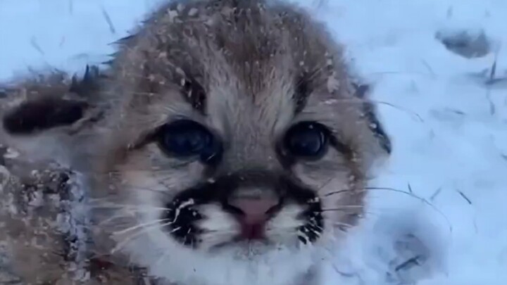 أنثى أجنبية أنقذت قطّ أميركي صغير مصاب في الثلج، وبفضل رعايتها الحريصة اعتبرها القطة كأمّه.