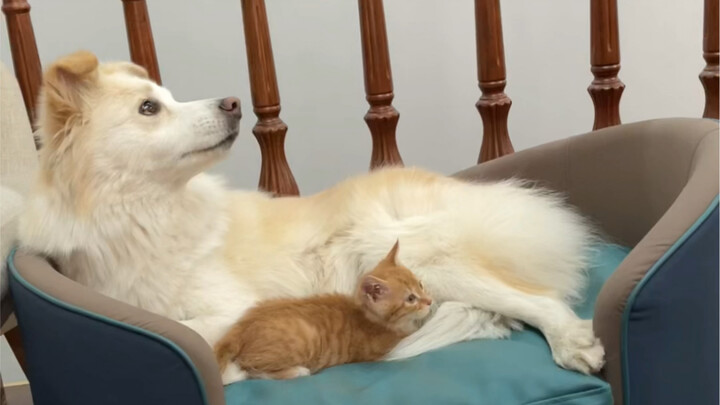 Whether I’m out for a whole day or just five minutes, Bella always gets so excited every time I come