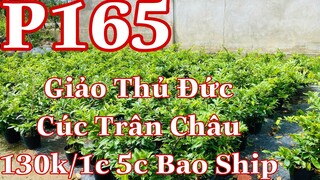 Mai vàng chơi tết p165 | 0939671734 Hào | Giảo Thủ Đức 130k - cúc trân châu 130k - 5cây bao ship