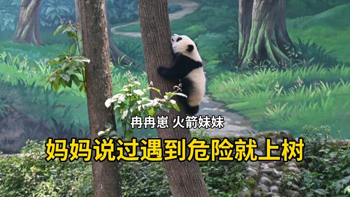 Nhóc Nhâm Nhâm: Mẹ bảo gặp nguy hiểm thì trèo lên cây! Em gái Nhâm chạy nhanh như tên lửa.