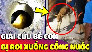 Hành trình 'GIẢI CỨU BÊ CON'  bị rơi xuống 'CỐNG NƯỚC' làm cả xóm một đêm không ngủ 🥰 Gâu Đần