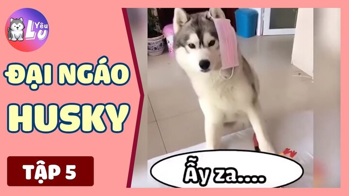 Đại Ngáo Husky (Tập 5) : NGÁO kết hợp NHIỆT TÌNH sẽ cho ra PHÁ HOẠI | Yêu Lu Official