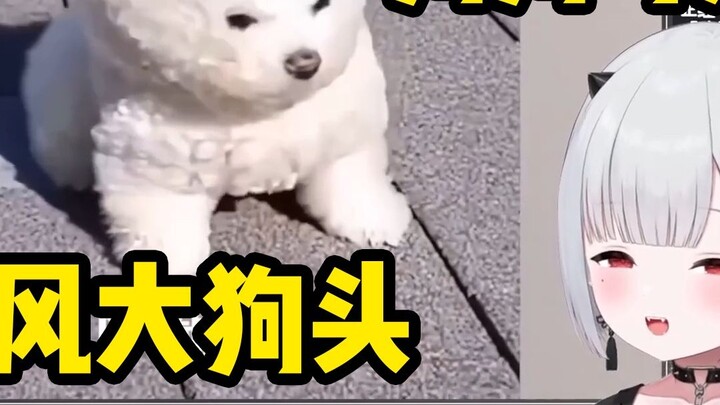 Baby watching "Strong = ͟͟͞͞Wind = ͟͟͞͞Big = ͟͟͞͞Dog = ͟͟͞͞Head = ͟͟͞͞" Dog is cute [Newcomer Day V]