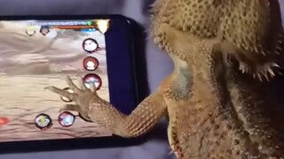 My lizard can also play with the yellow ape!