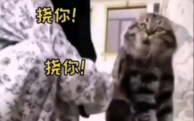 Kumpulan Momen Lucu Kucing