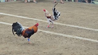 TEXAS VS LASAK, 110K PARADA #SABONG INTERNATIONAL LUCENA VS SAN JUAN BATANGAS🐓🔥